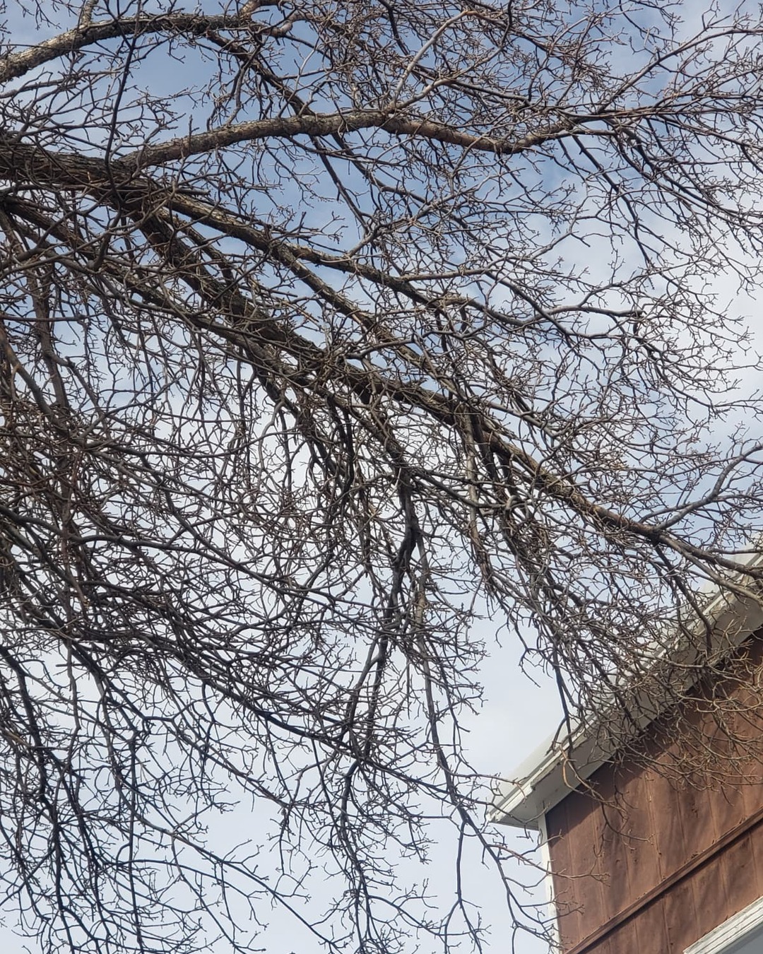 Mature tree limbs hanging over a North Dakota home, marked for trimming