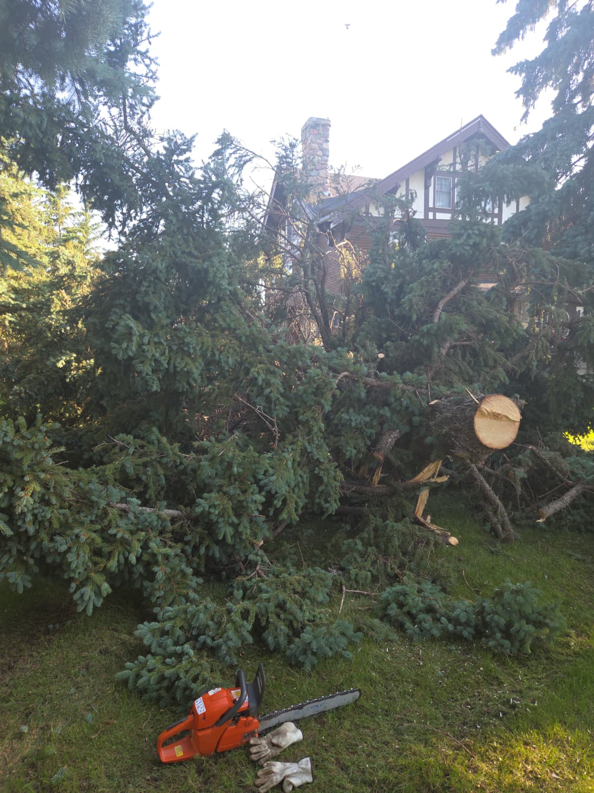Large spruce tree downed across a North Dakota home