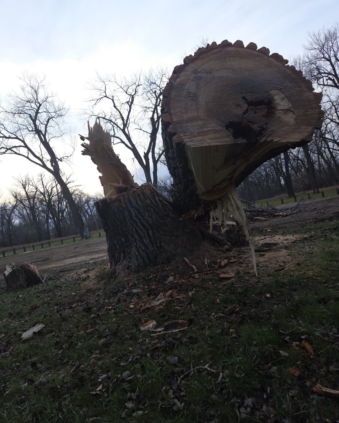 Freshly cut tree stump ready for grinding