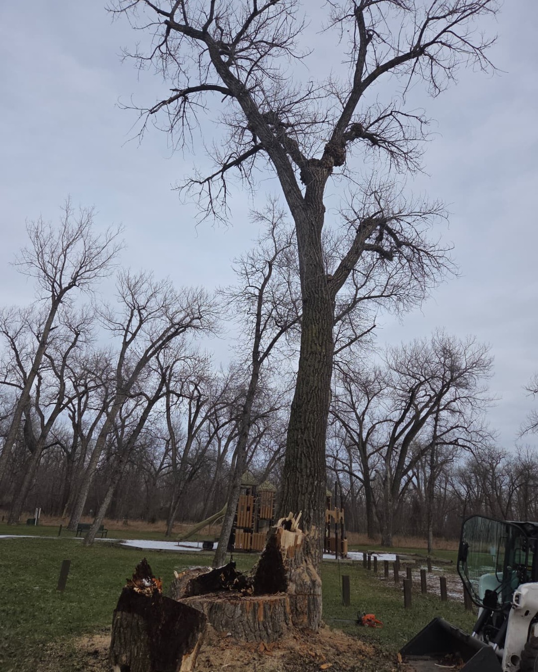 Tall bare-canopy ash tree showing dieback