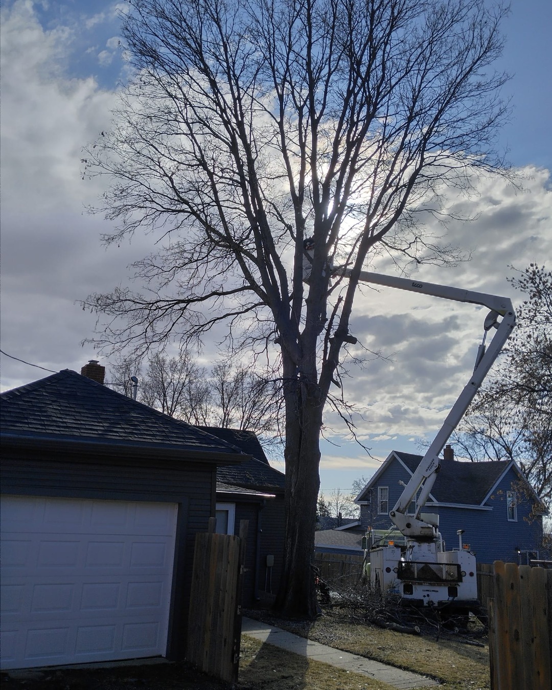 Tall mature tree being removed by bucket truck on a Washburn ND residential property
